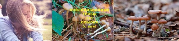 каннабис Тавда
